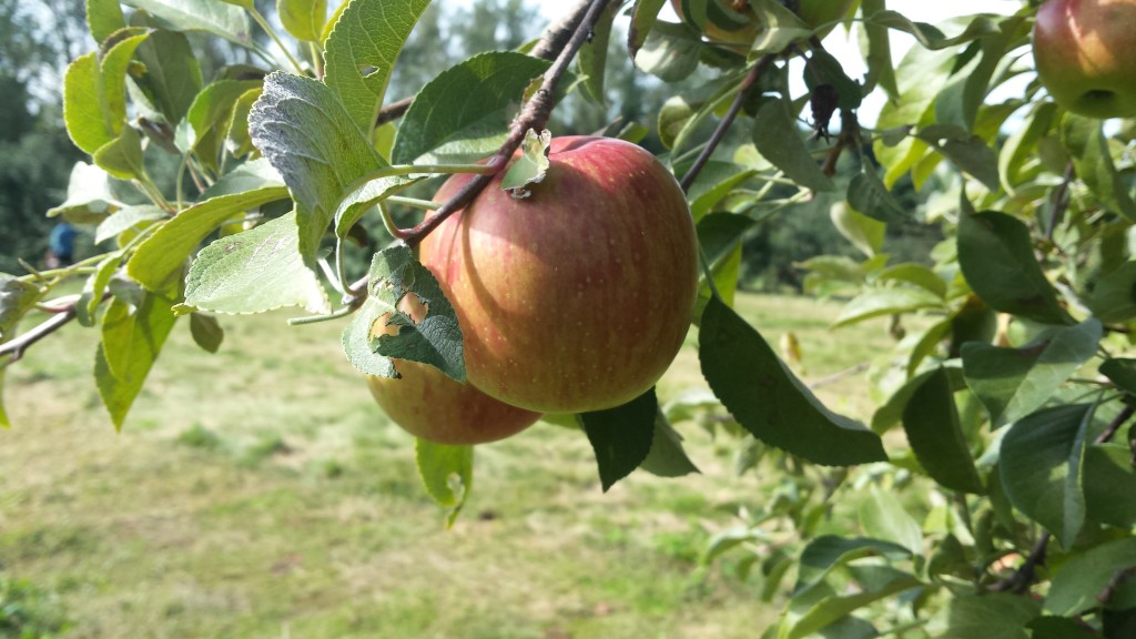 Aamodt's Apple Orchard
