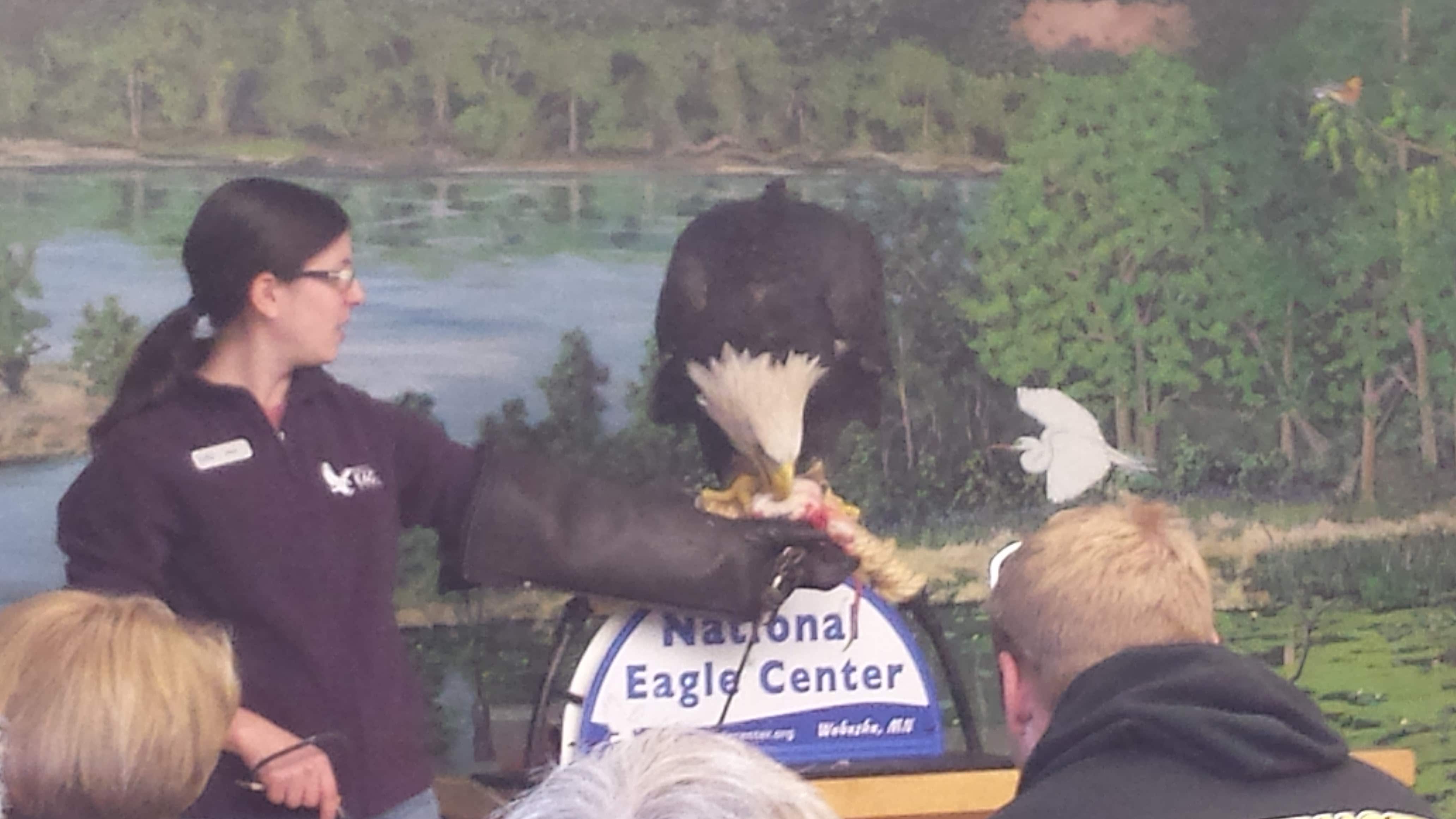Eagle Eating
