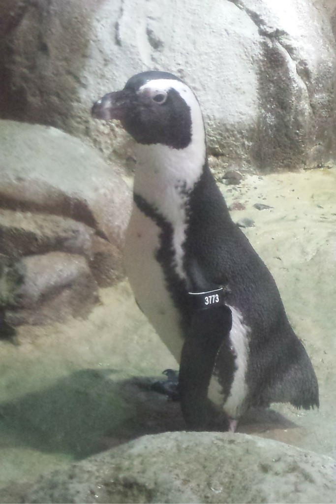 Penguin at the Minnesota Zoo