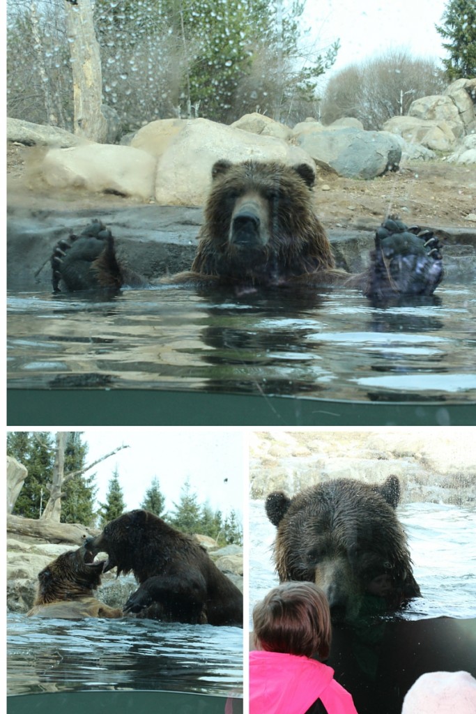 The Apple Valley Bears Swimming during the spring time! 