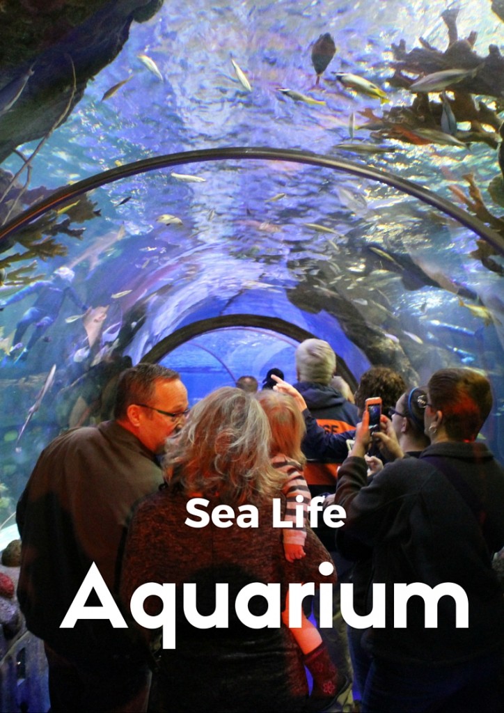 From Stingrays to Sea Turtles. Sea Life Aquarium in Minneapolis is great for all ages. Located in the MOA, this exhibit is the perfect thing to do on the weekends in the Twin Cities.