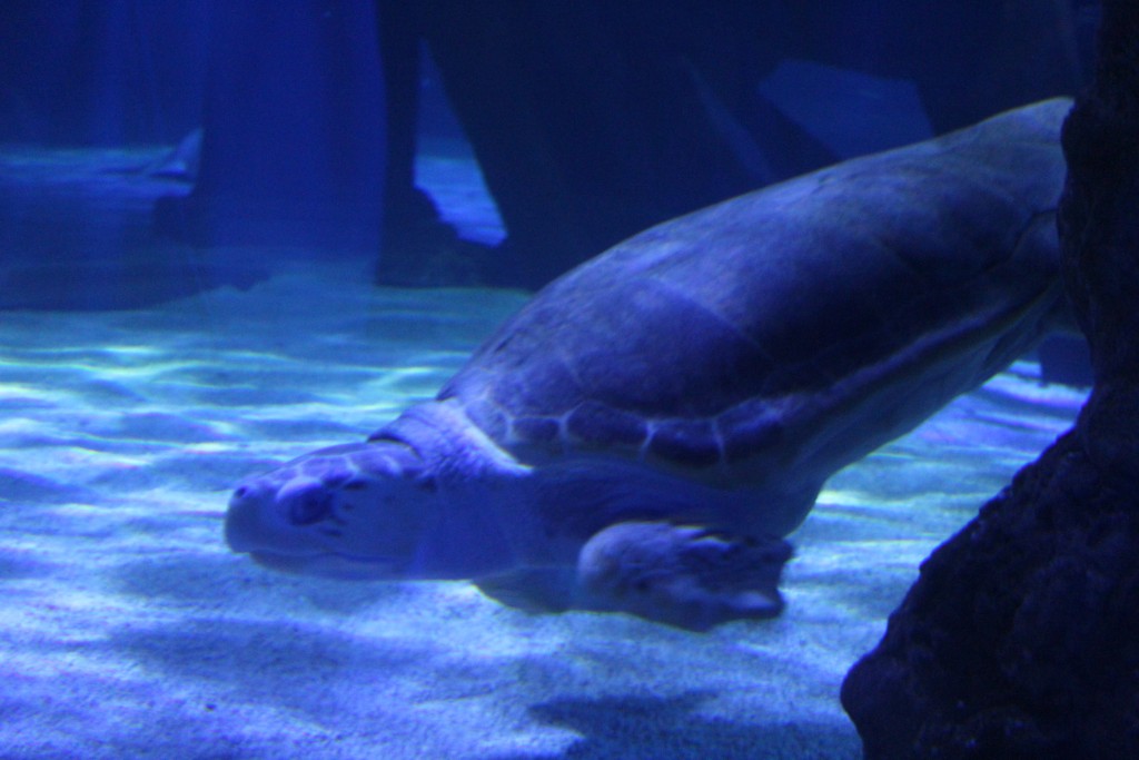 Sealife Aquarium in the MOA