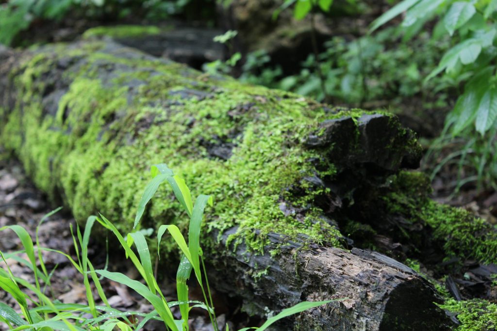 Moss on Log, Nerstrand Big Woods State Park