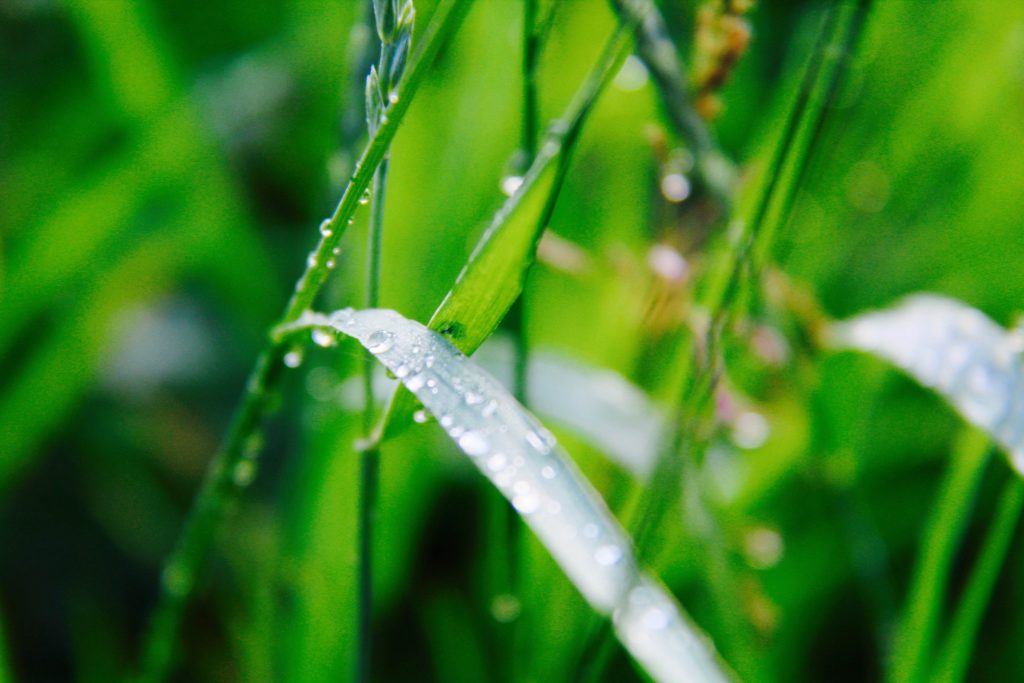Dew Drops on Grass by Lake Superior
