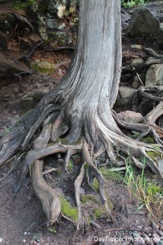 Tree Roots at Gooseberry Falls