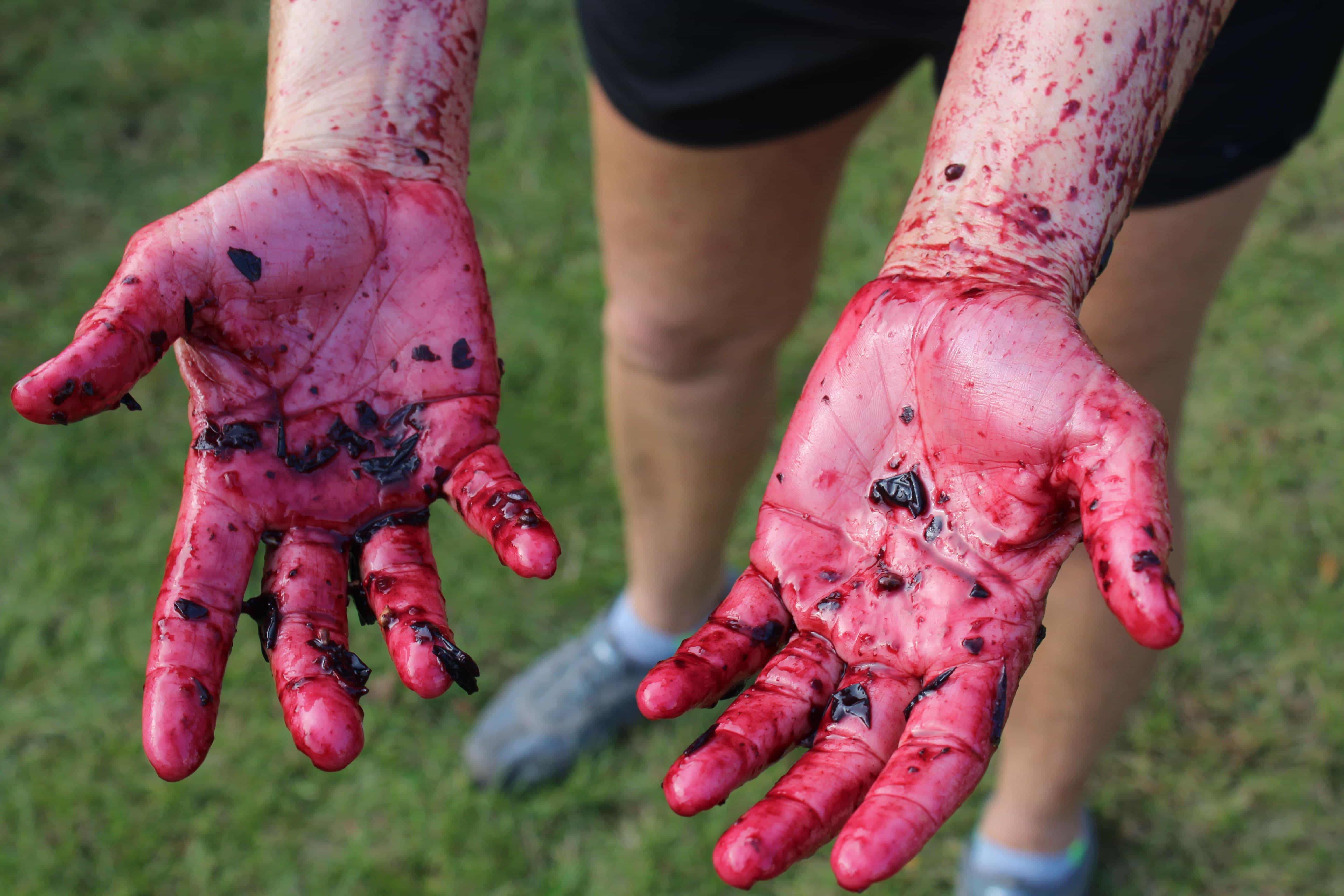 The Aftermath from a Grape Stomp