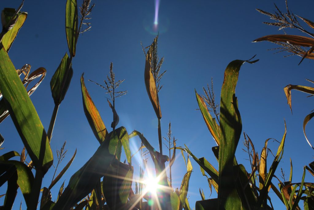 The Best Corn Mazes in the Twin Cities.