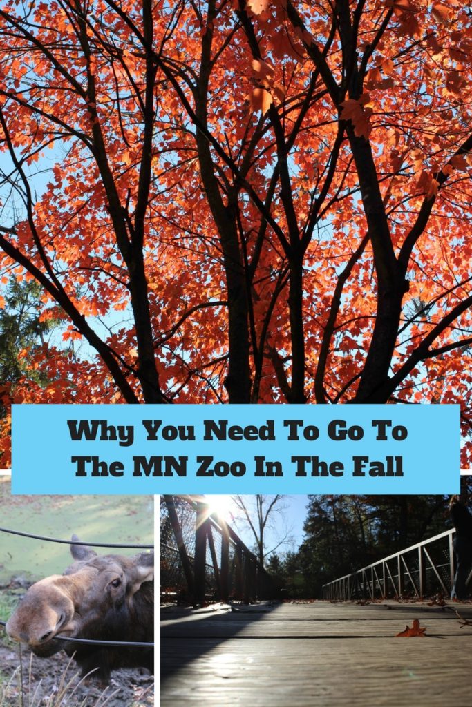 Fall At the MN Zoo