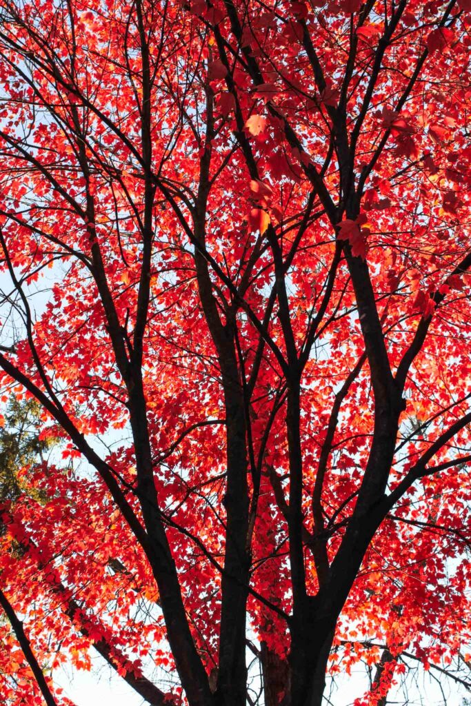 Autumn Trees at the MN Zoo