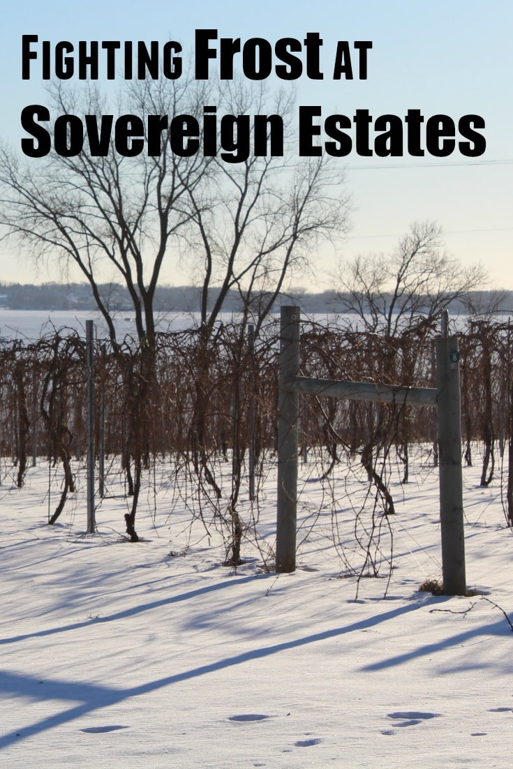 Fighting Frost at Sovereign Estates Winery and Vineyard in MN. Some of the best wine near the Twin Cities can be found here! Click to find out more. 