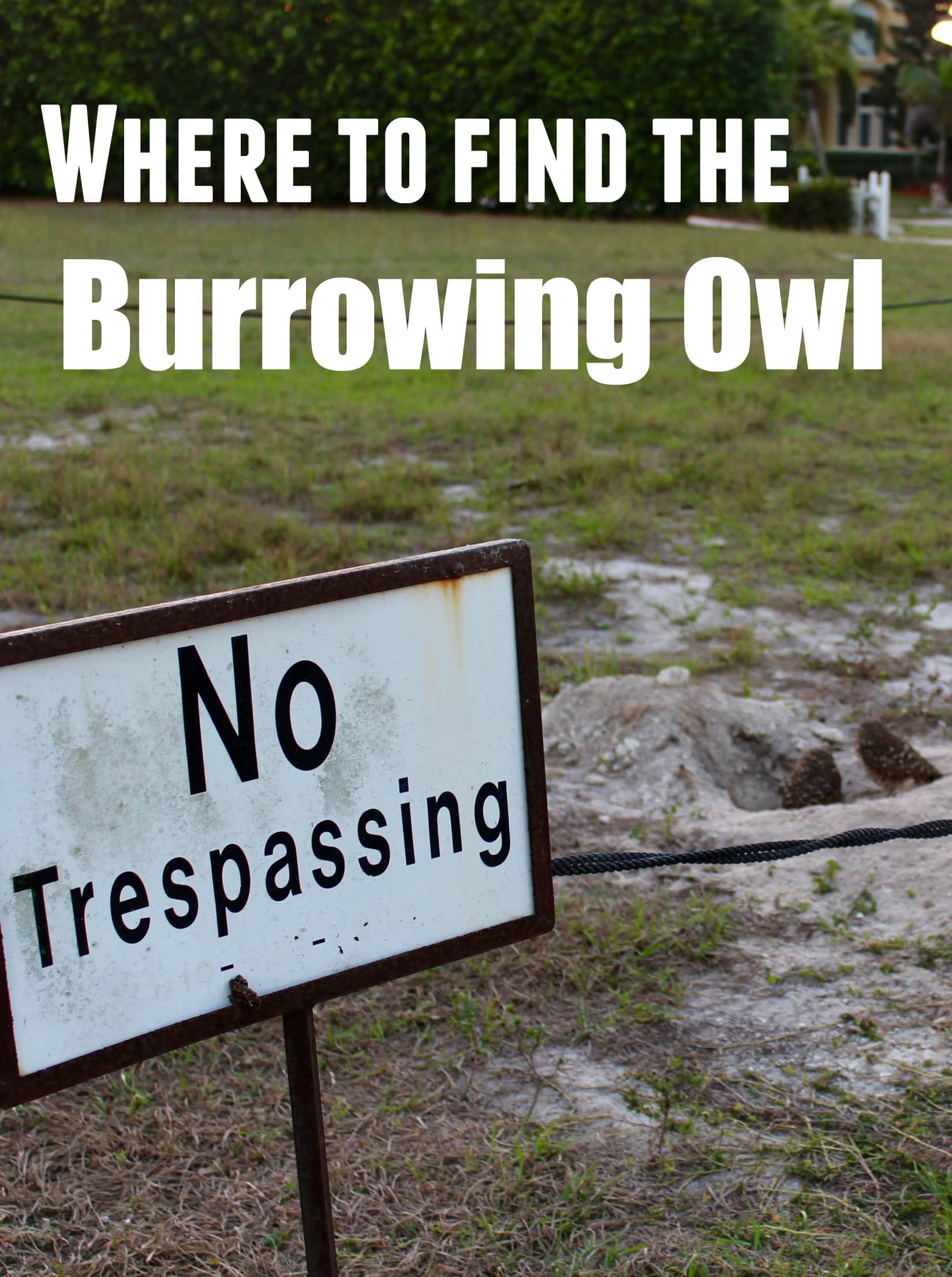 Marco Island is filled with Burrowing Owls. They are a must see for any visitor to the Island. 