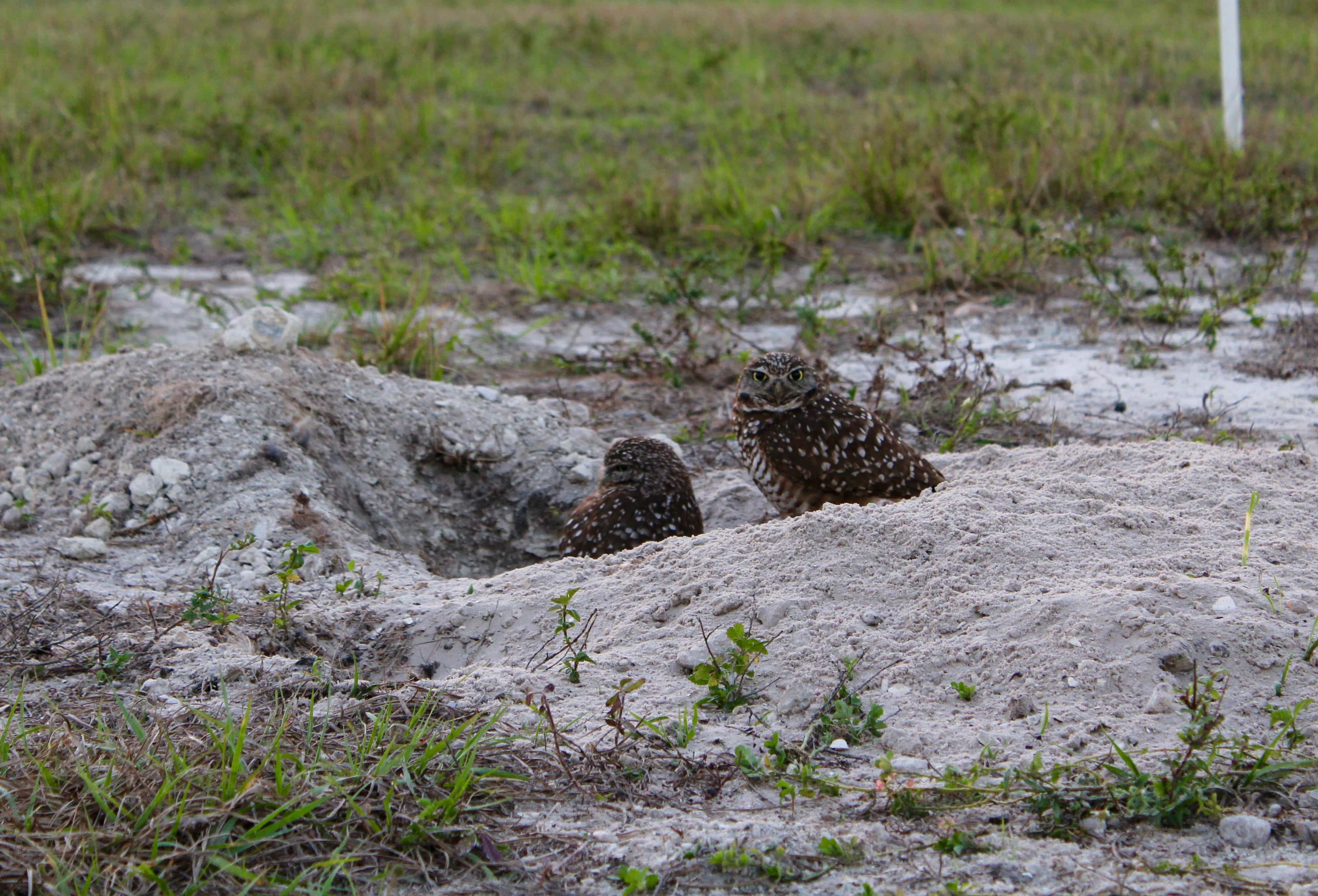 Burrowing Owl on Marco Island Florida