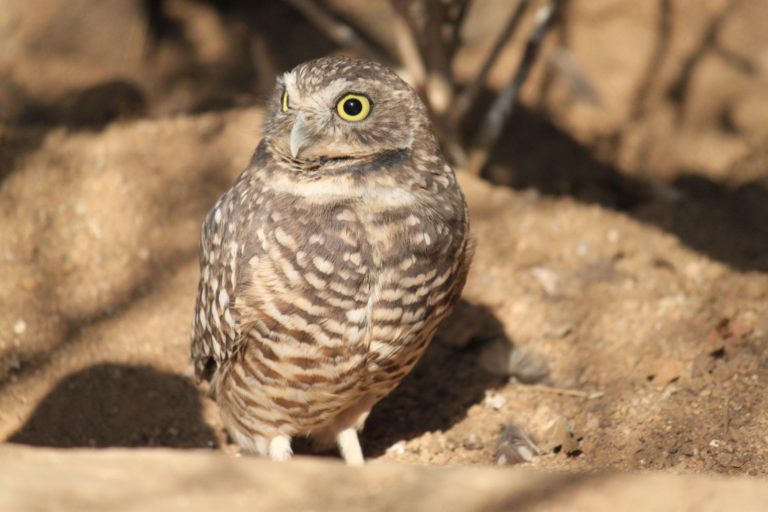 Where to See Everyone’s Favorite Burrowing Owls on Marco Island