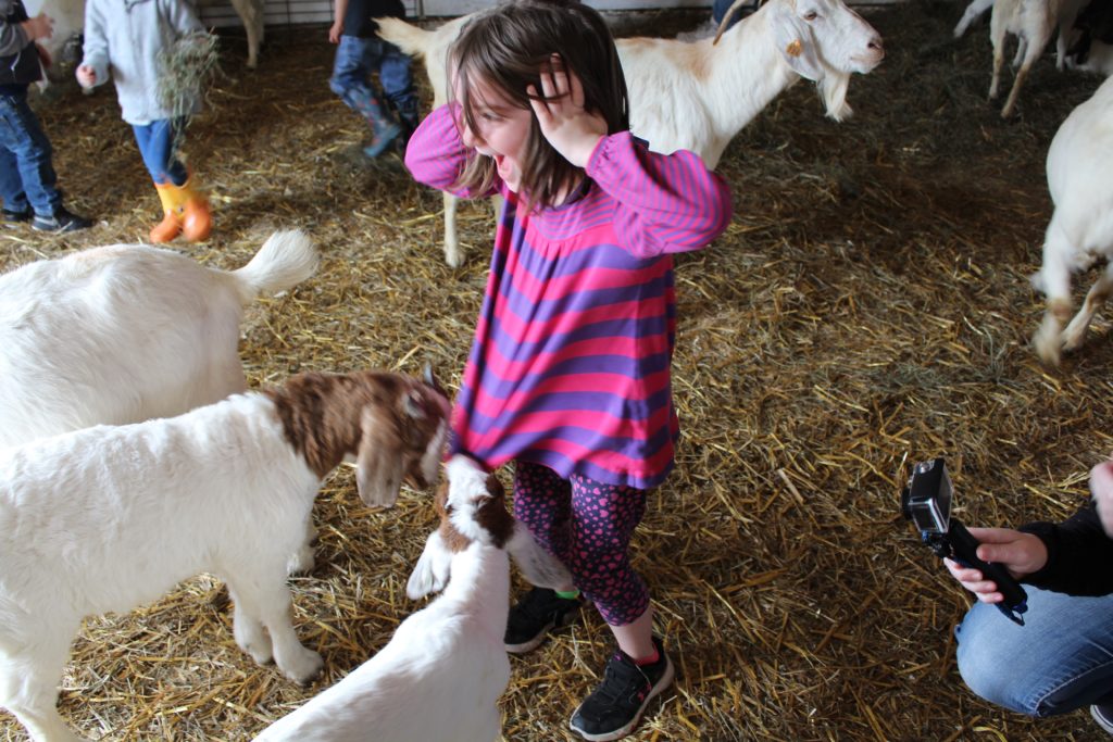 Goats at Govins Farm