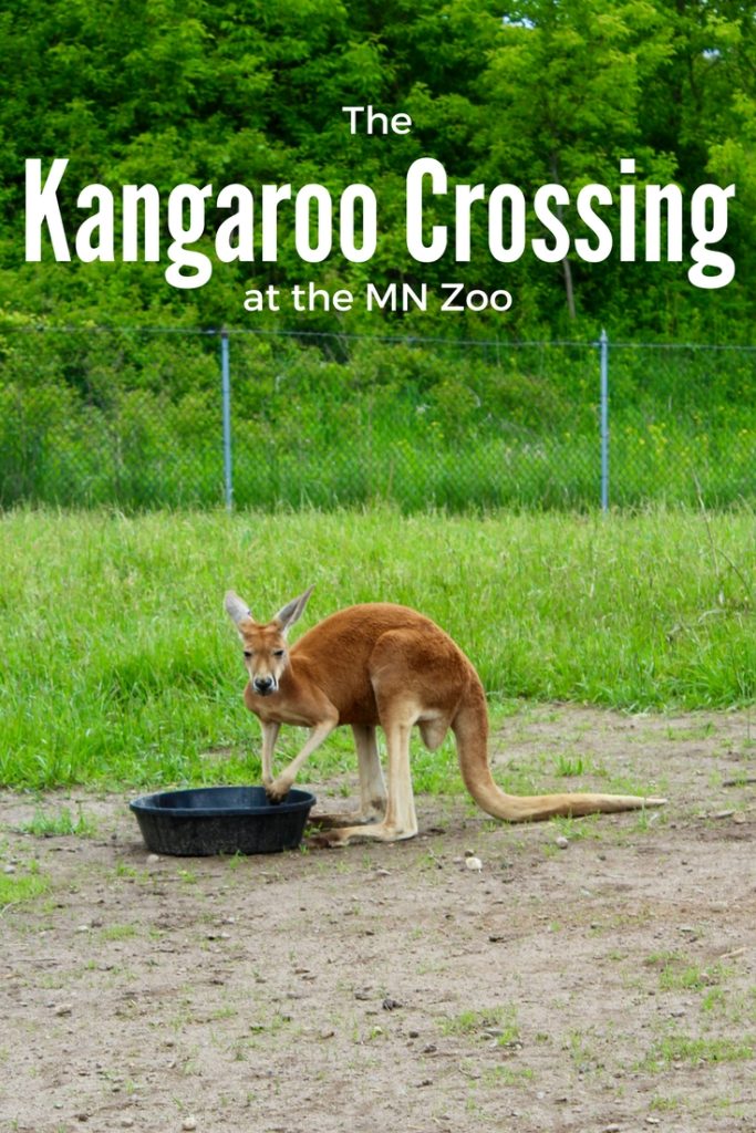 Kangaroo Crossing at the MN Zoo is back. You don't to miss this experience. Twin Cities | Things to do | Minnesota Zoo | USA | Apple Valley 