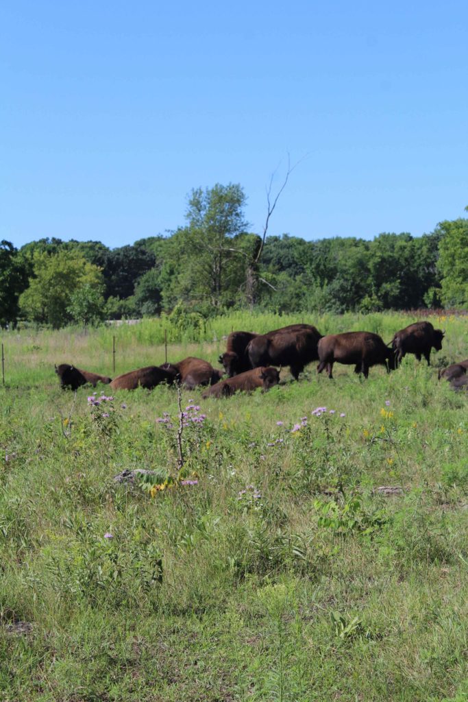 Bison at Minneopa State Park