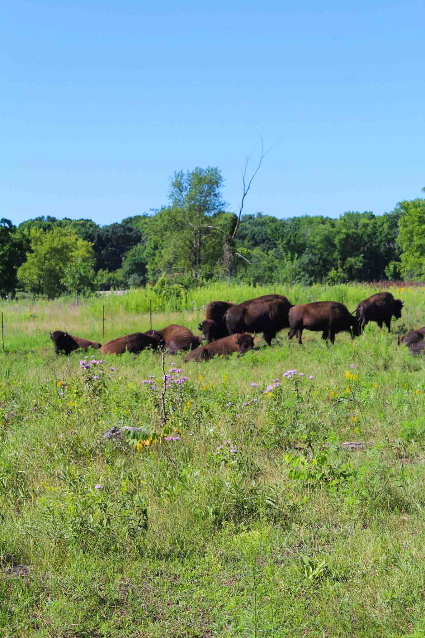 Mankato Bison and other fun things to do in Mankato MN