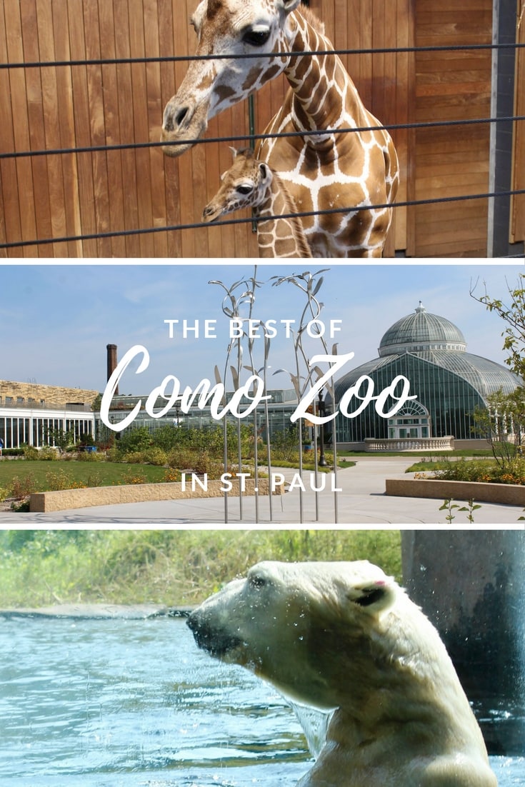 The Best of Como Zoo. What to see and how you can feed the Giraffes!