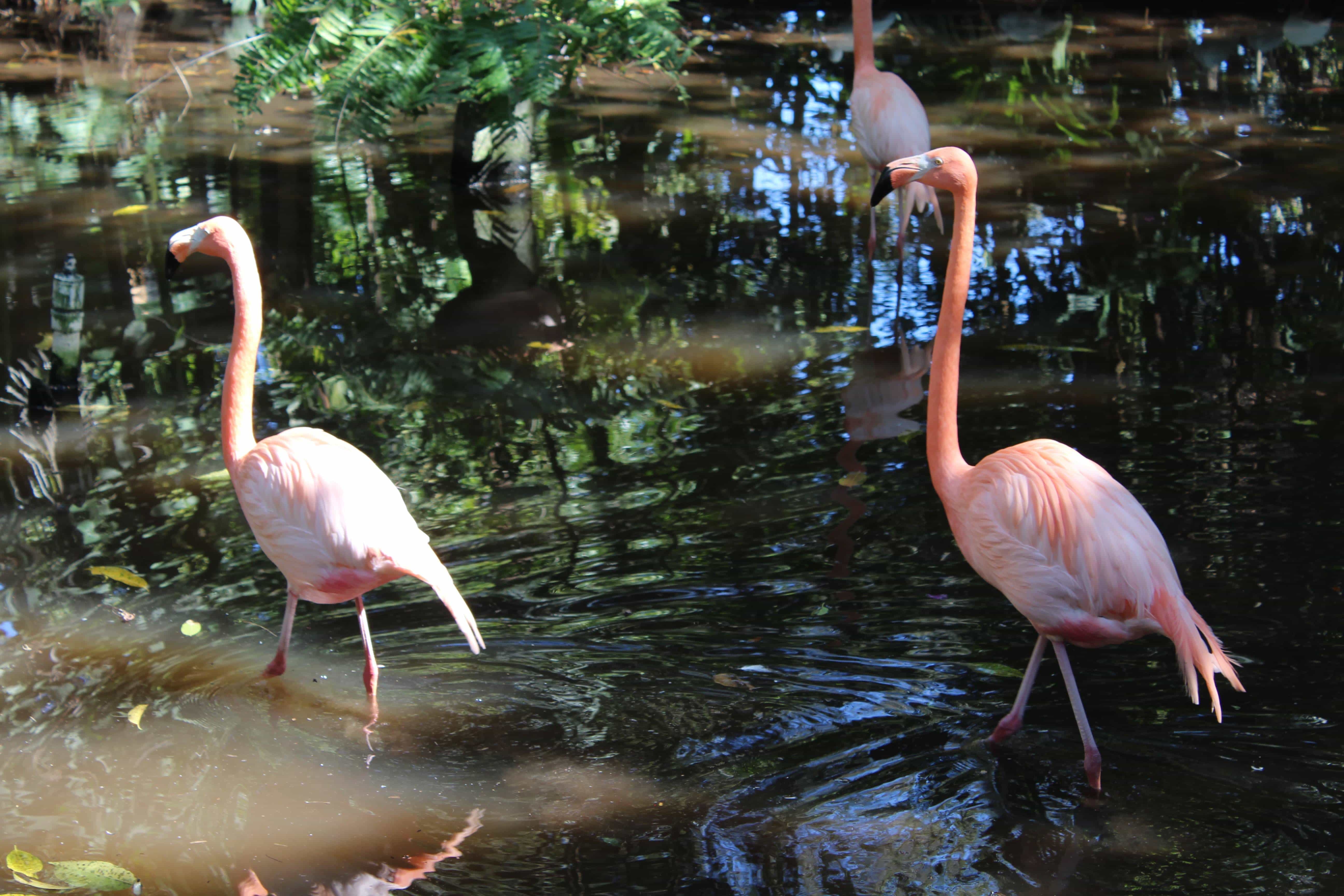Flamingos at the Everglades Wonder Gardens 