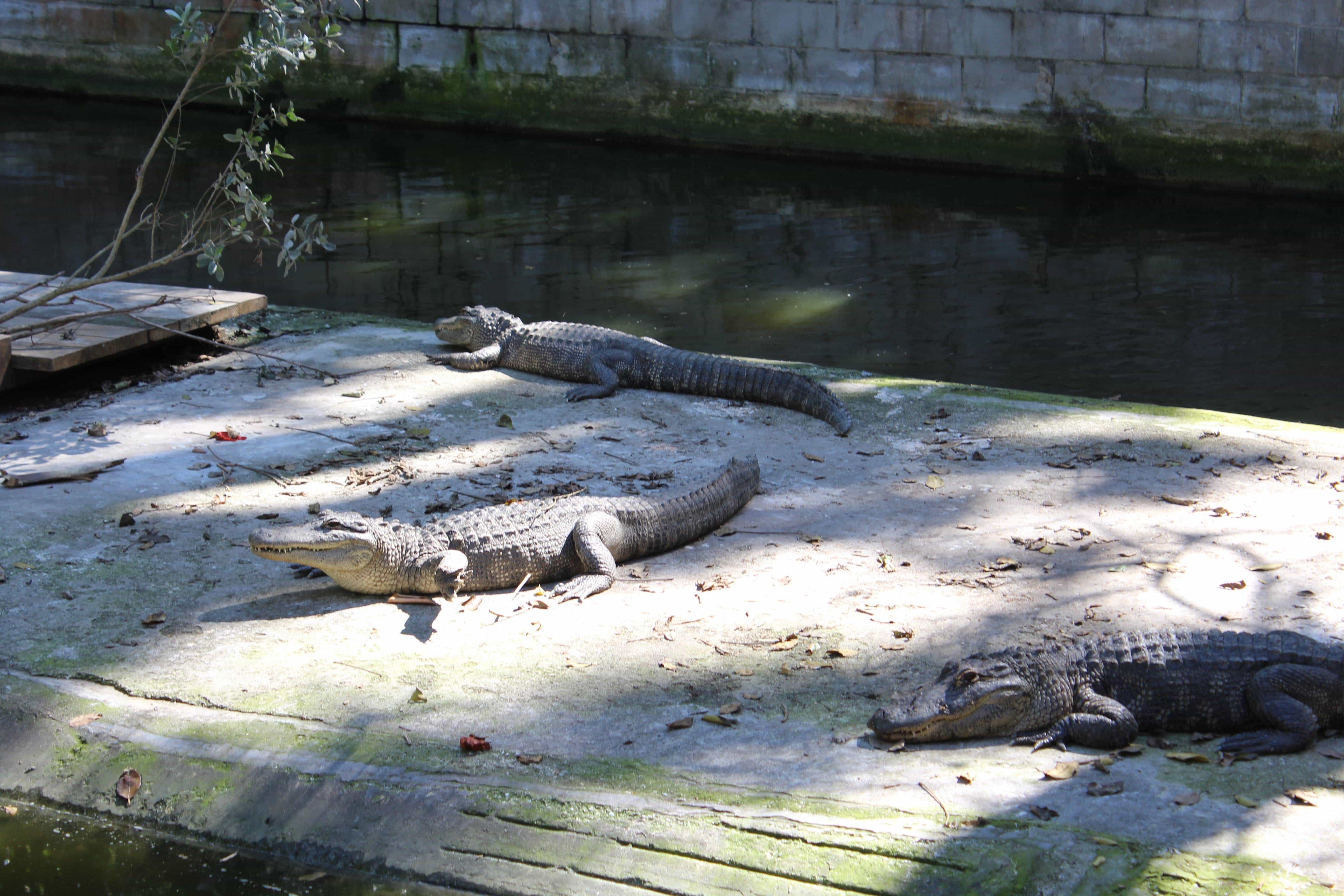 Alligator Lagoon at the Everglades Wonder Gardens