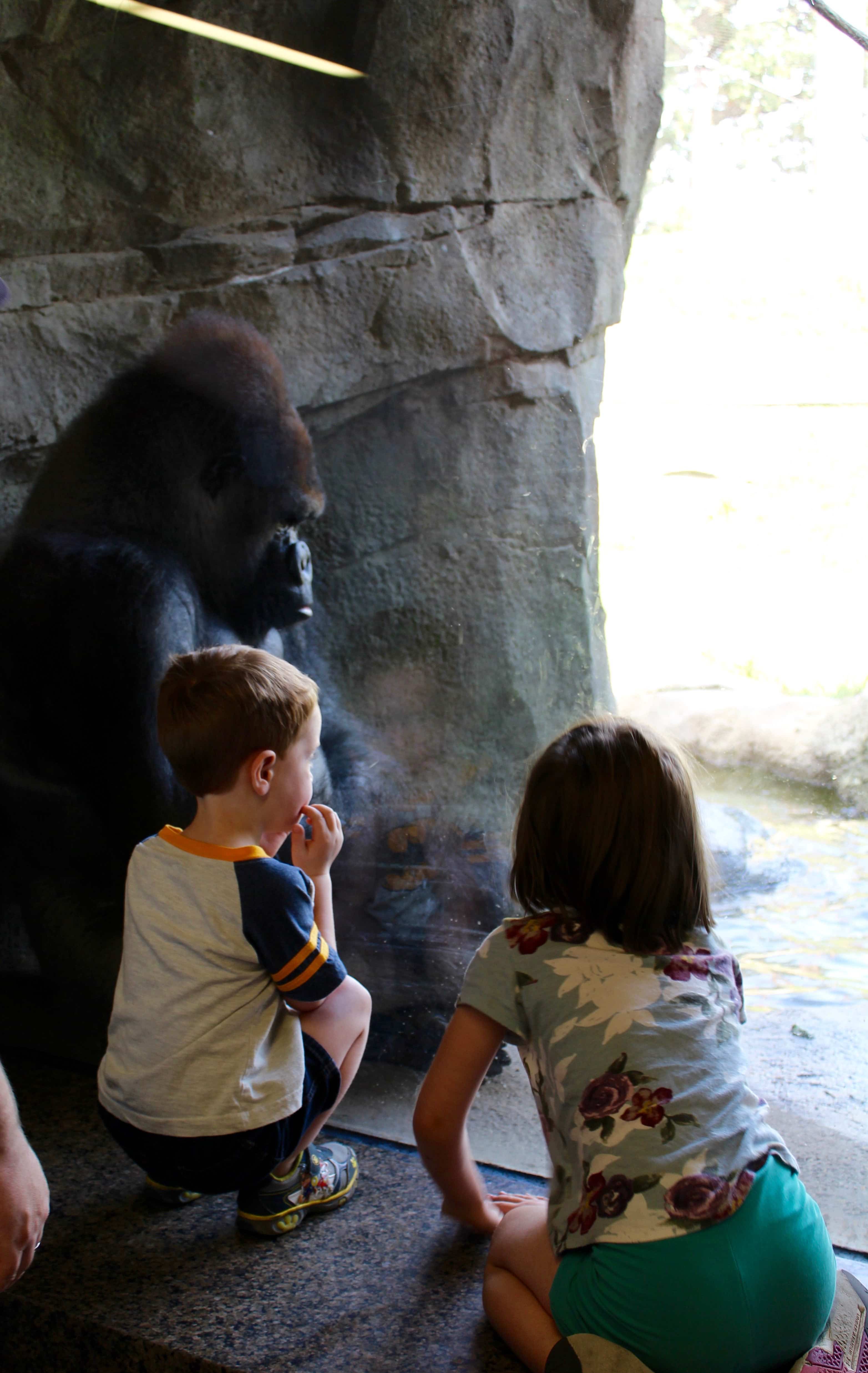Gorilla's at the Como Zoo