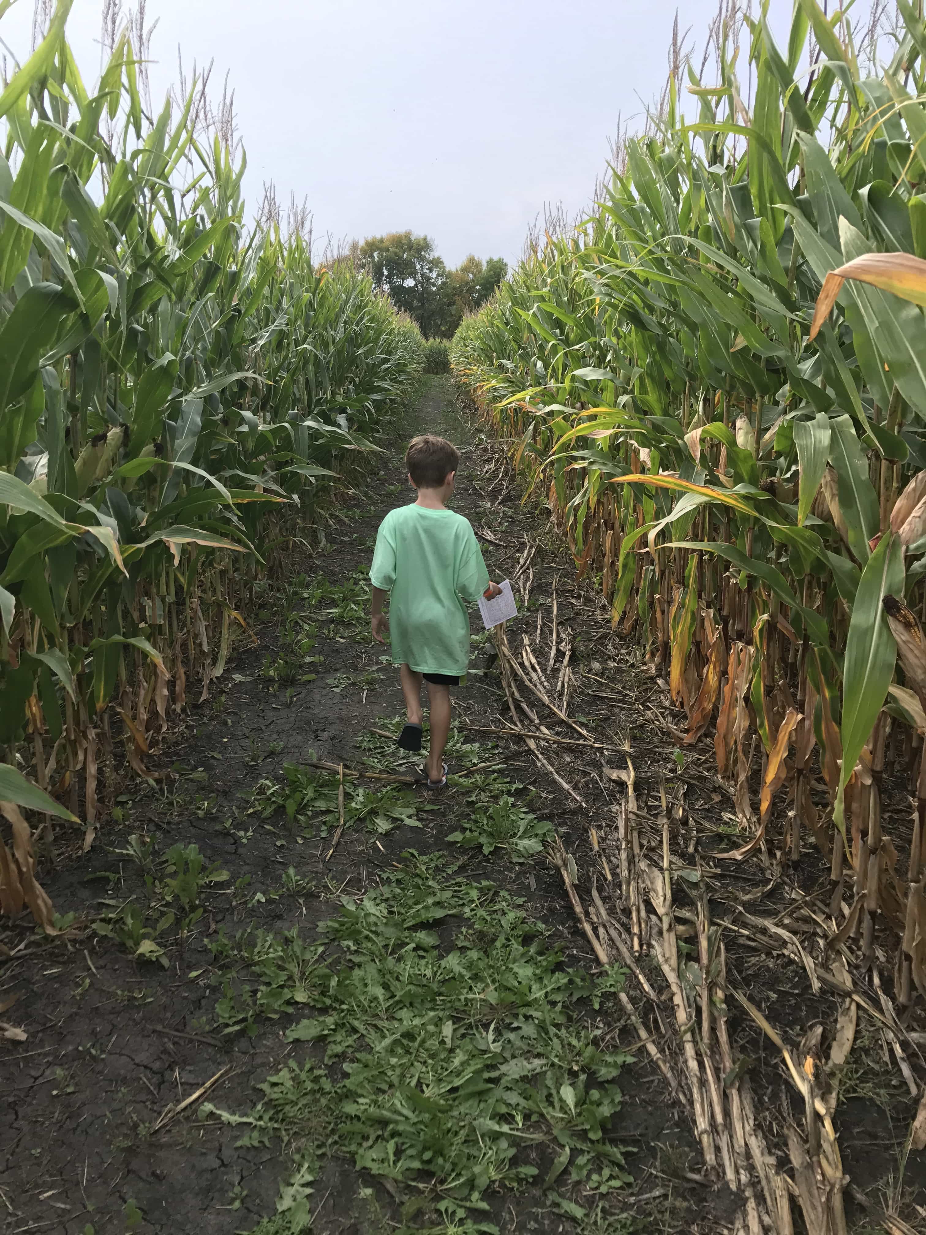 Getting Lost in Corn at the Crow River Wineries Maze