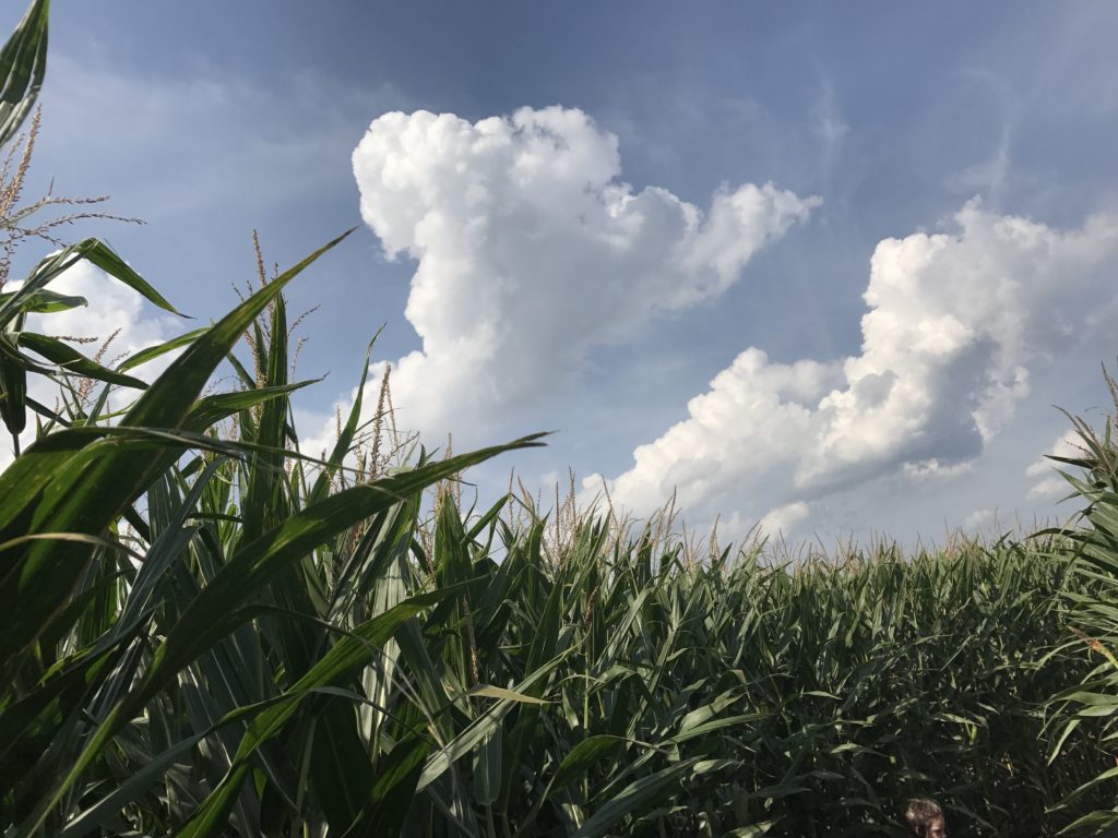 Twin Cities Corn Field