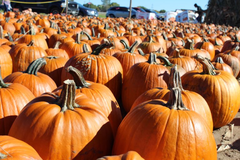 Best Pumpkin Patches in Minnesota for fall fun in 2023