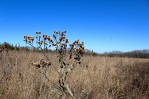 Prairie and Hiking at Good Earth State Park