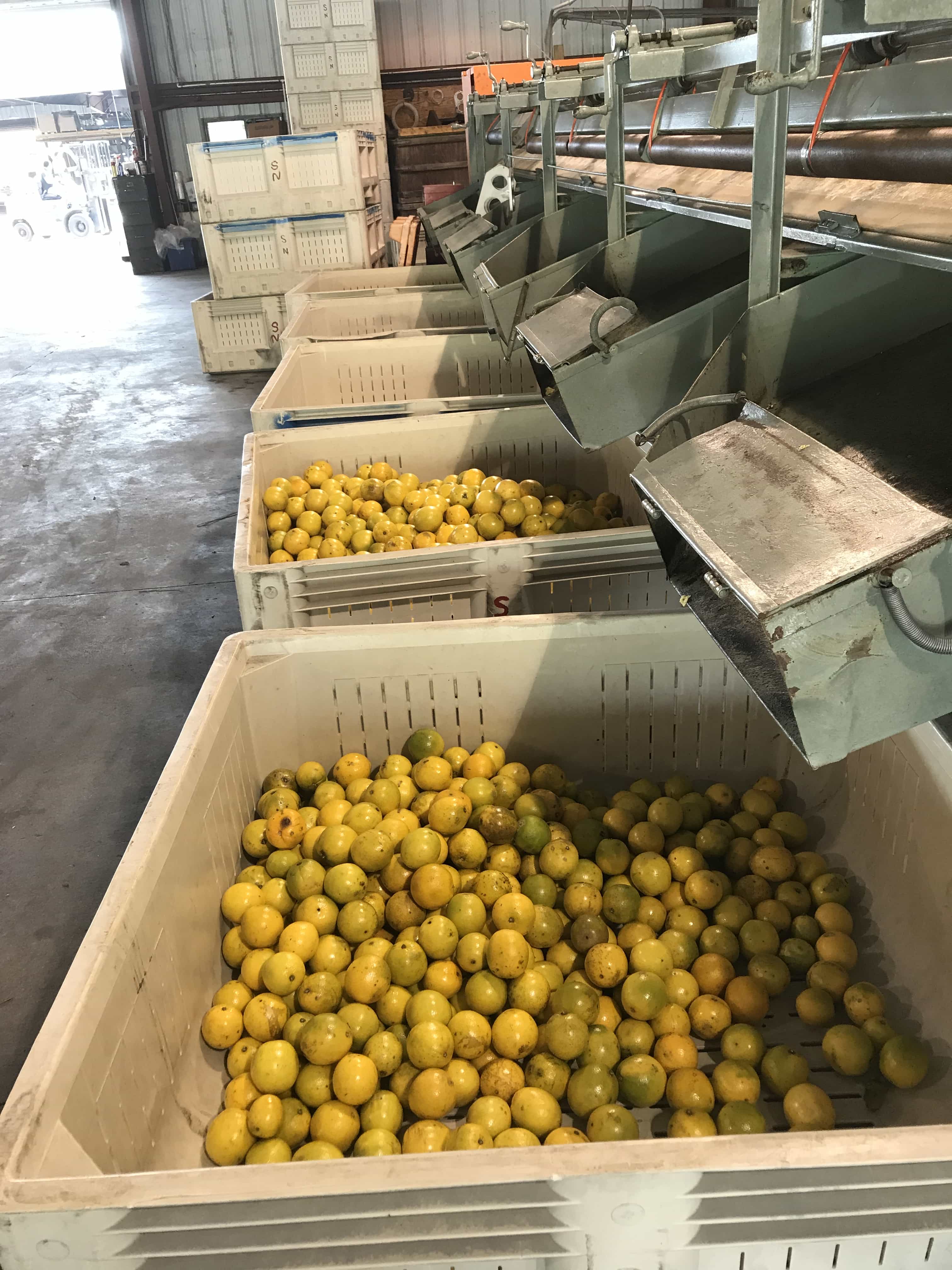 Citrus Manufacturing and Sorting in Naples FL