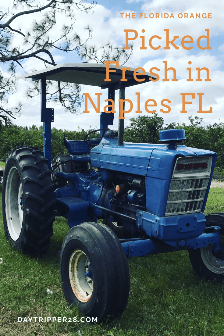 Freshly picked and from the farm in Naples Florida. Visiting the Orange grove is the best way to spend your weekend in Naples. #FloridaOrange #NaplesFlorida