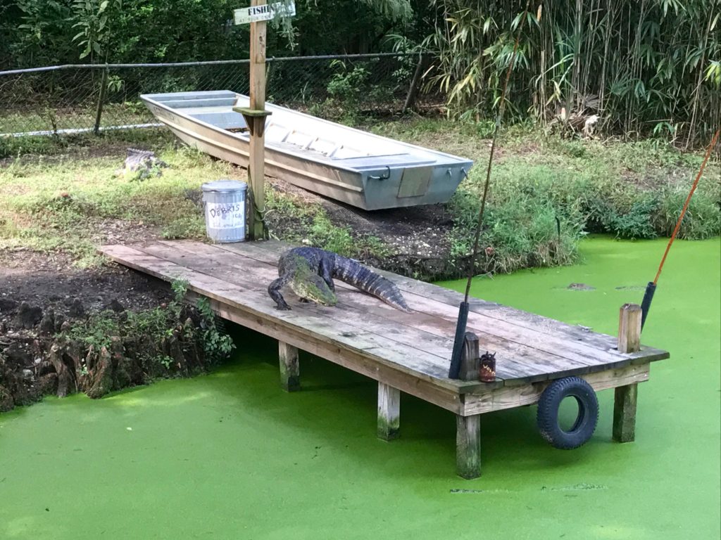 Alligator at the Audubon Zoo in NOLA