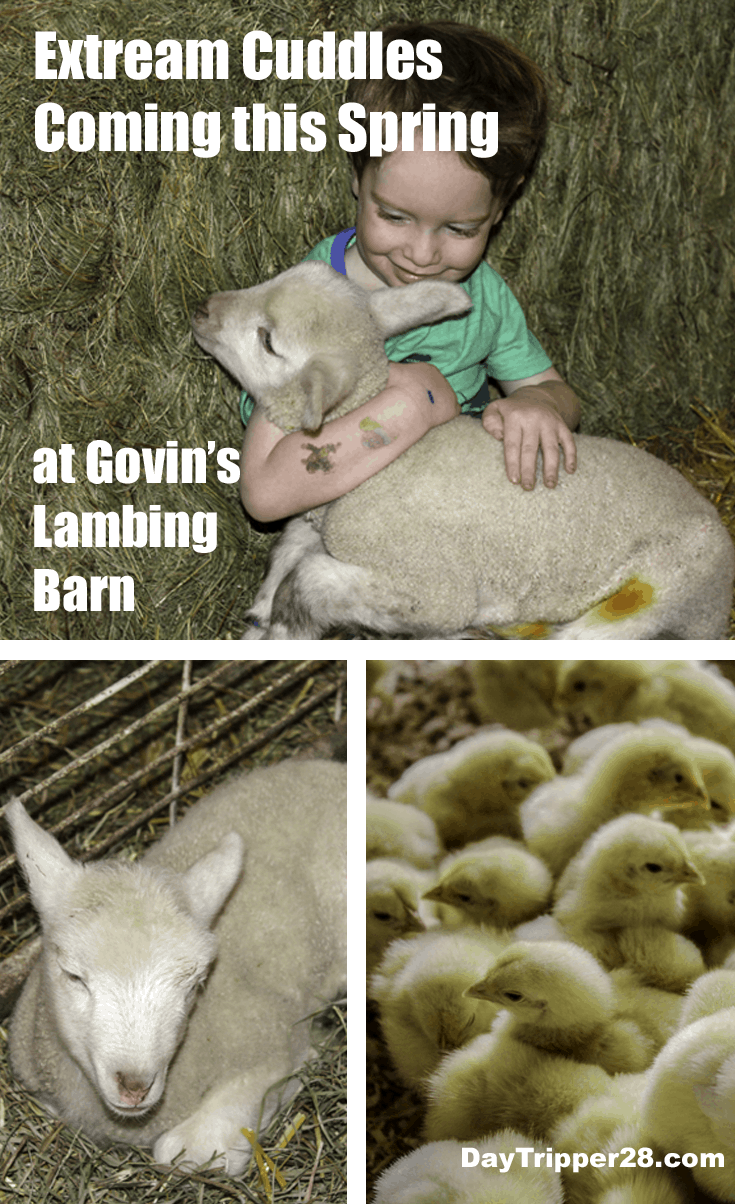 Cuddle up this spring with the newest members of the Govisns Farm Lambing Barn. This petting zoo is spring time family fun! Menominie Wisconsin | Wisconsin Fun | Govins Lambing Barn | Things to do in the Twin Cities | Wisconsin | Farm Fun
