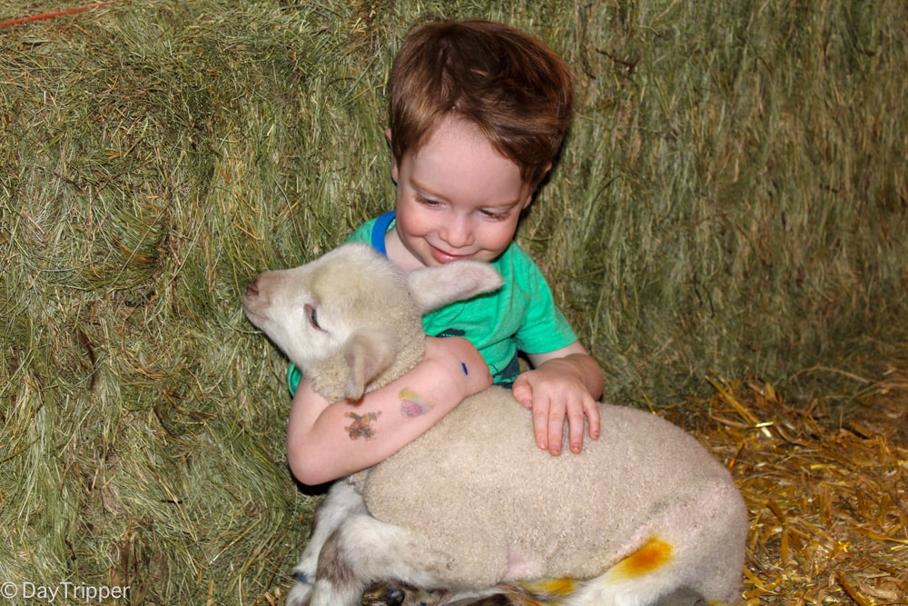 Holding a Lamb