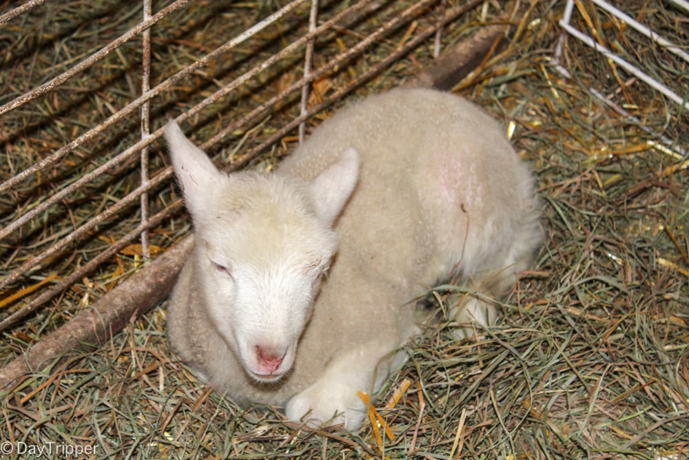 The Lamb Barn experience at Govin's Meats & Berry Farm