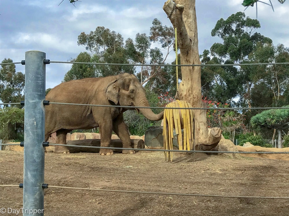 Mary the Elephant from the San Diego Zoo
