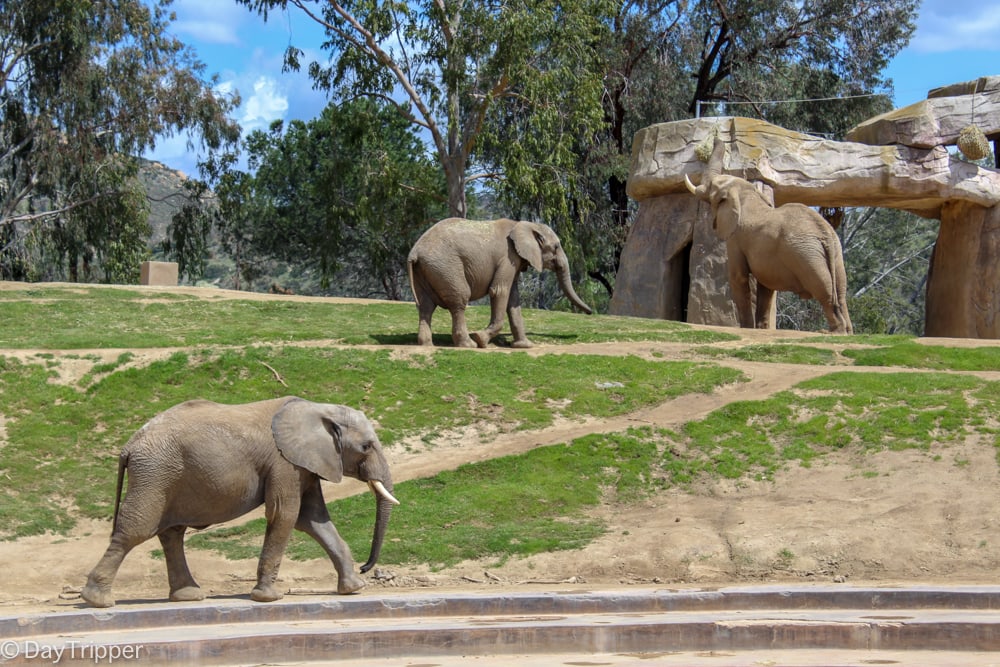 Elephants on Exhibit at the San Diego Zoo Safari Park