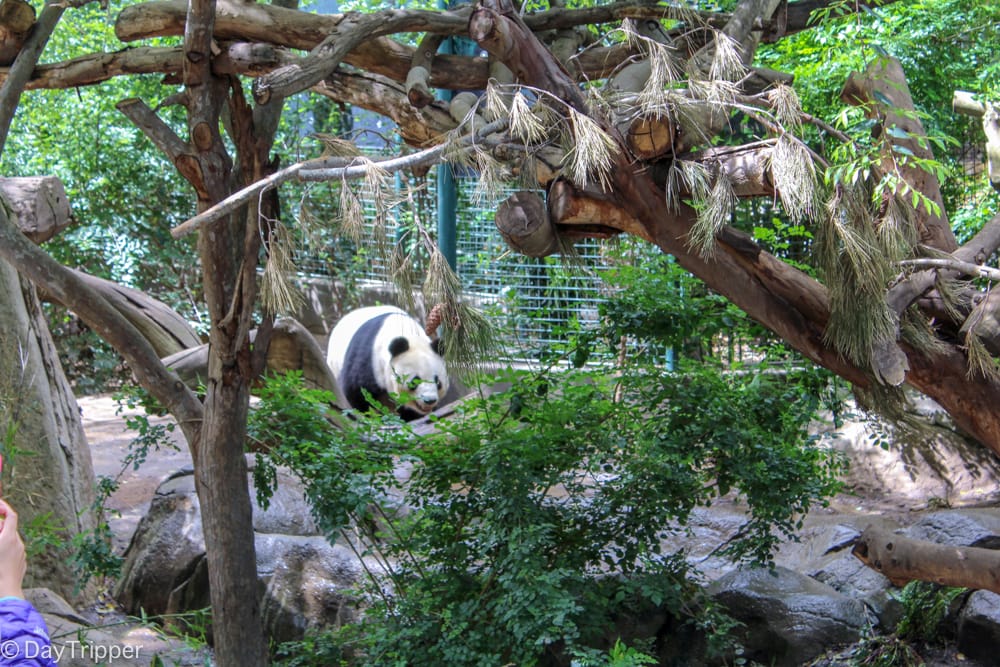 Panda Time and other Tips for the San Diego Zoo