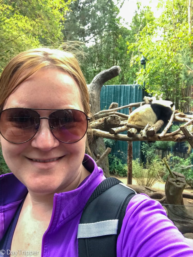 Everyone needs a Panda Selfie In their Life