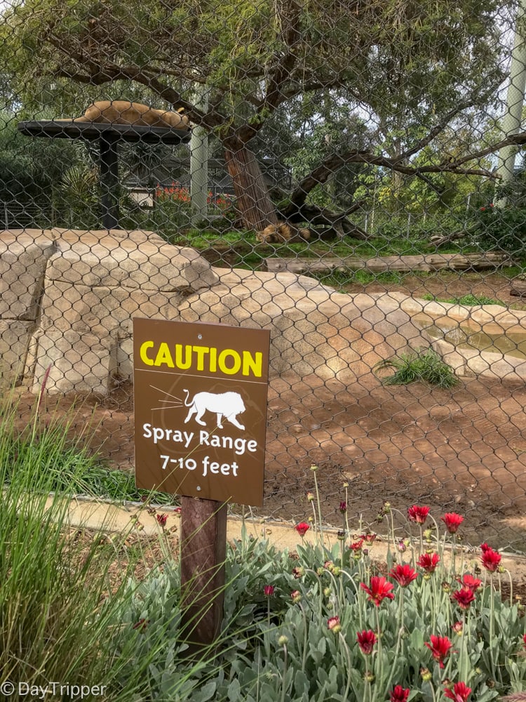 Caution, Lions have a Spray range of 7-10 ft. Why Not!