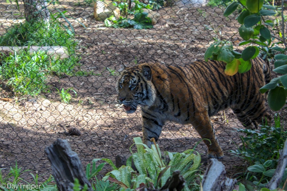When is the best time to see the Tigers at the Zoo? 