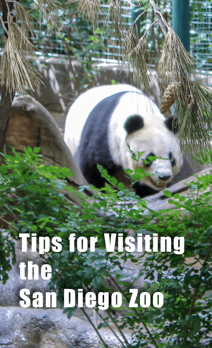 Tips for your visit to the San Diego Zoo in California. How to see all the animals you want in one day. Family Fun | Zoos | Pandas | Time Saving Tips