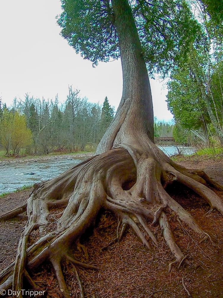 Amazing Trees of Gooseberry Falls State Park