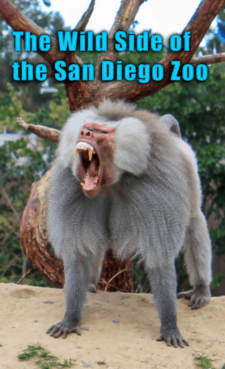 The Wild Side of the San Diego Zoo. How to see the animals, save some money and where to eat! San Diego Zoo | Tips for the Zoo | What to Expect | Family Fun