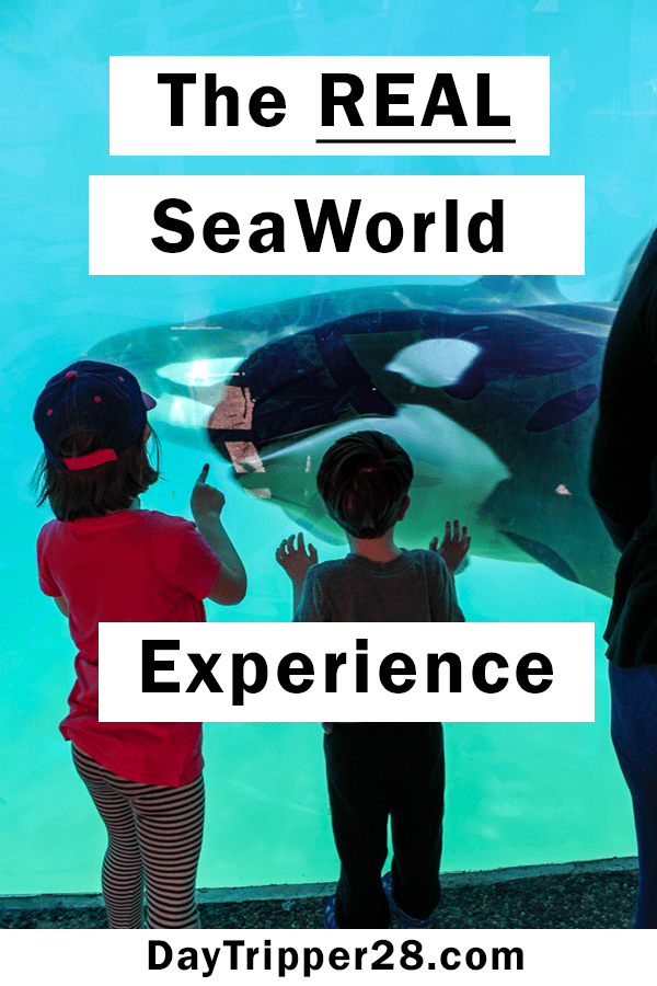 The real SeaWorld San Diego. Tips for your next trip and what you NEED to know before you go. Things to do | California | Orchas | Seal Show