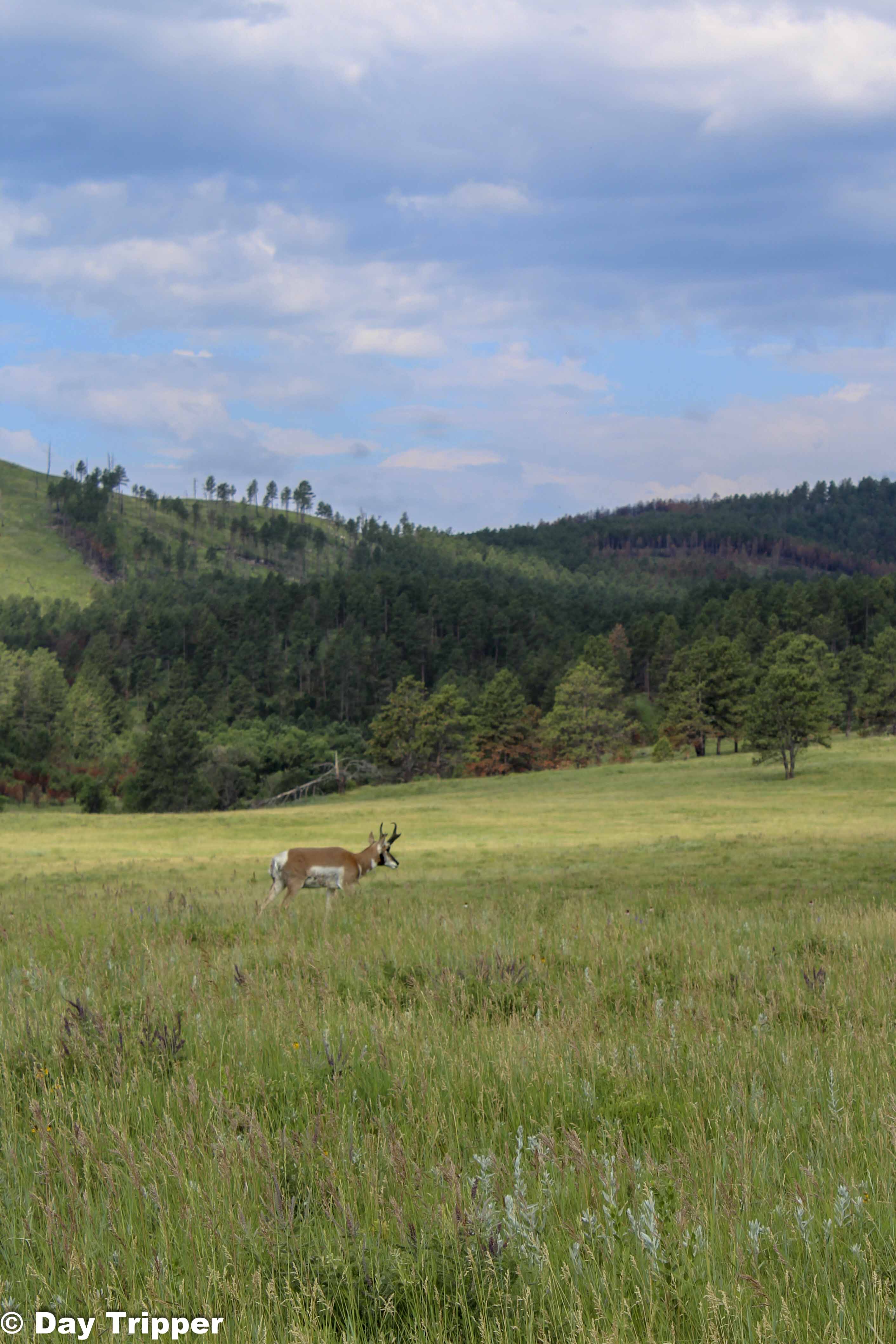 Big Horn at Custer State Park