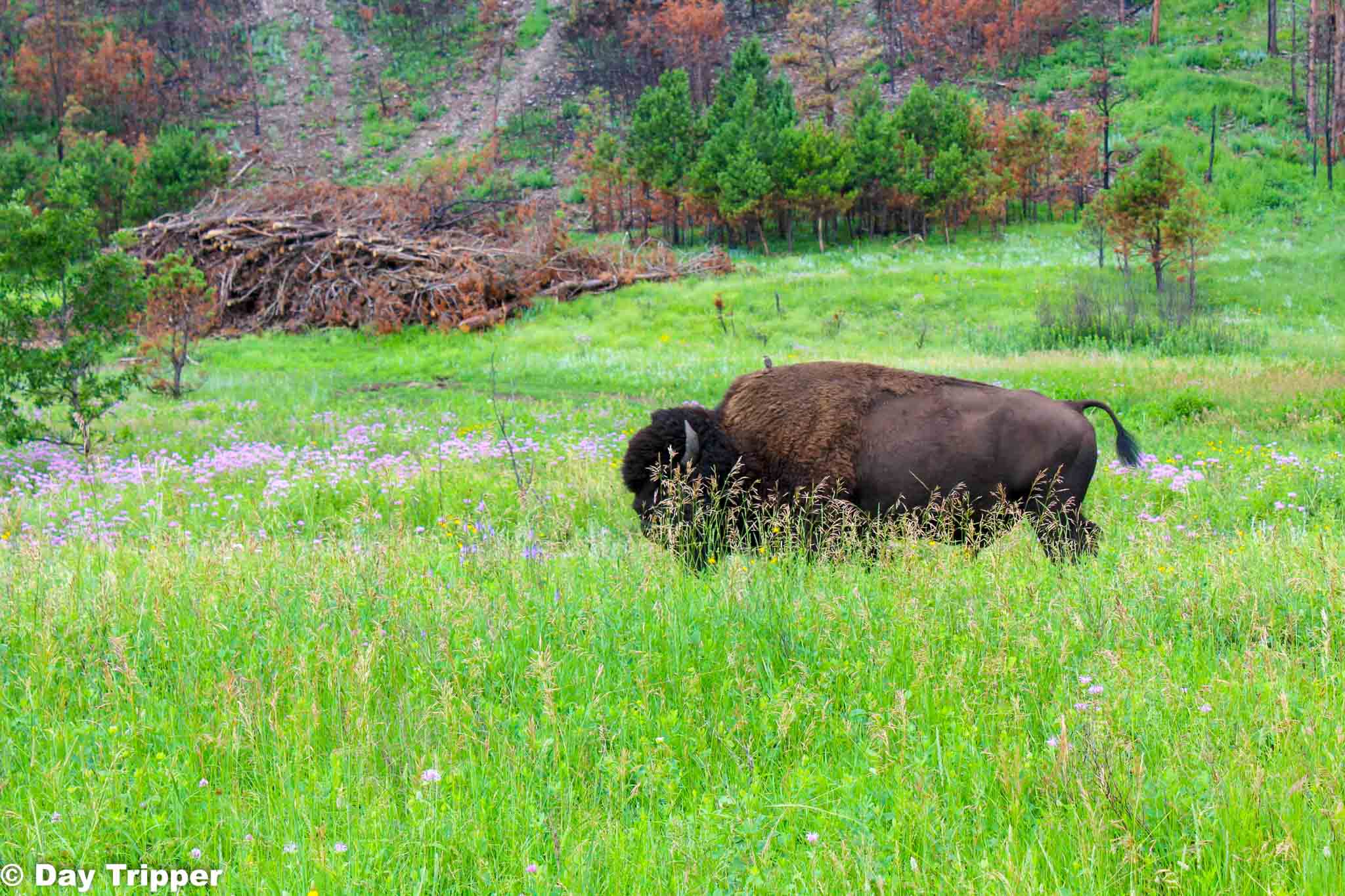 Bull on the Prairie at Custer State Park