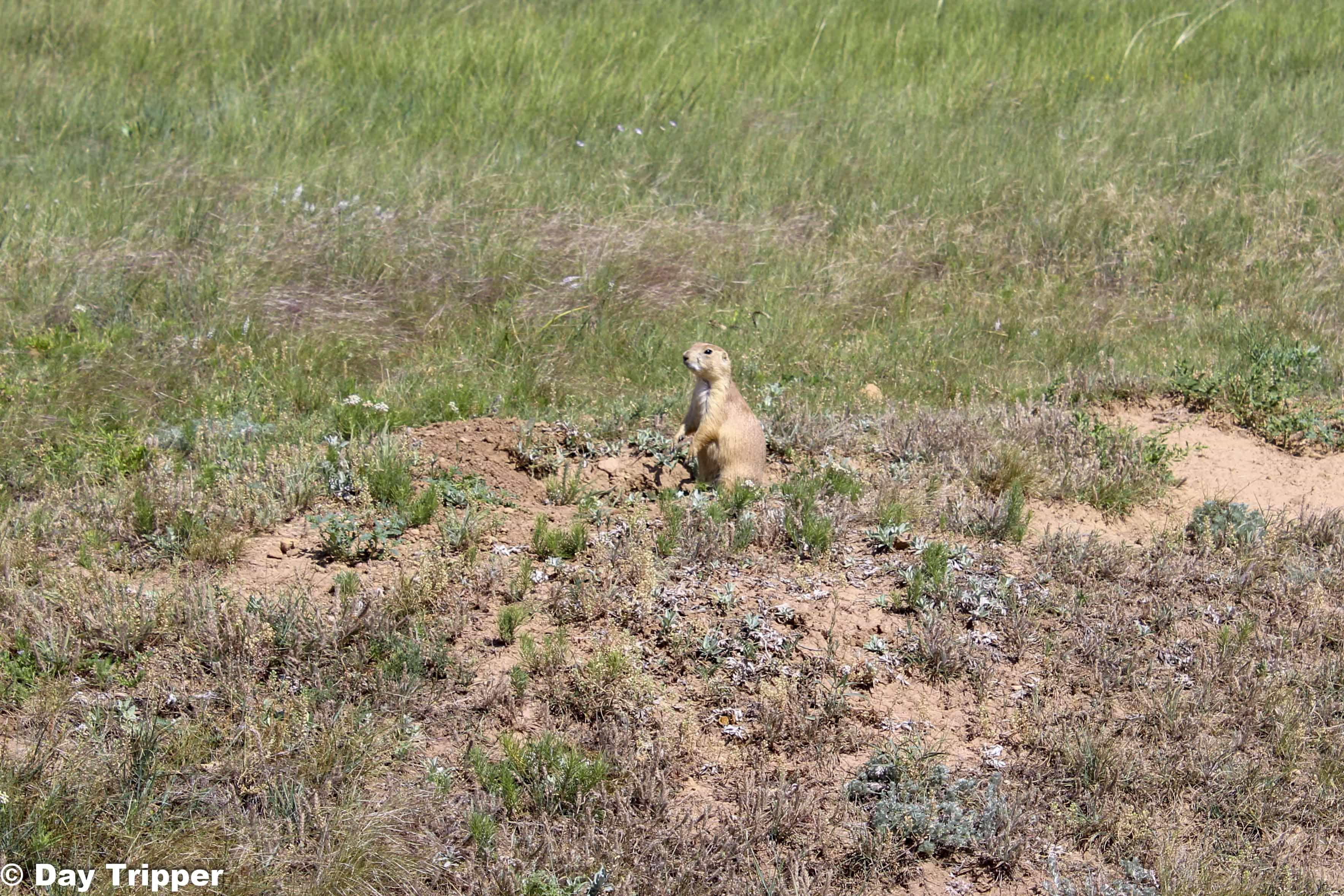 Prairie Dogs at Devils Tower