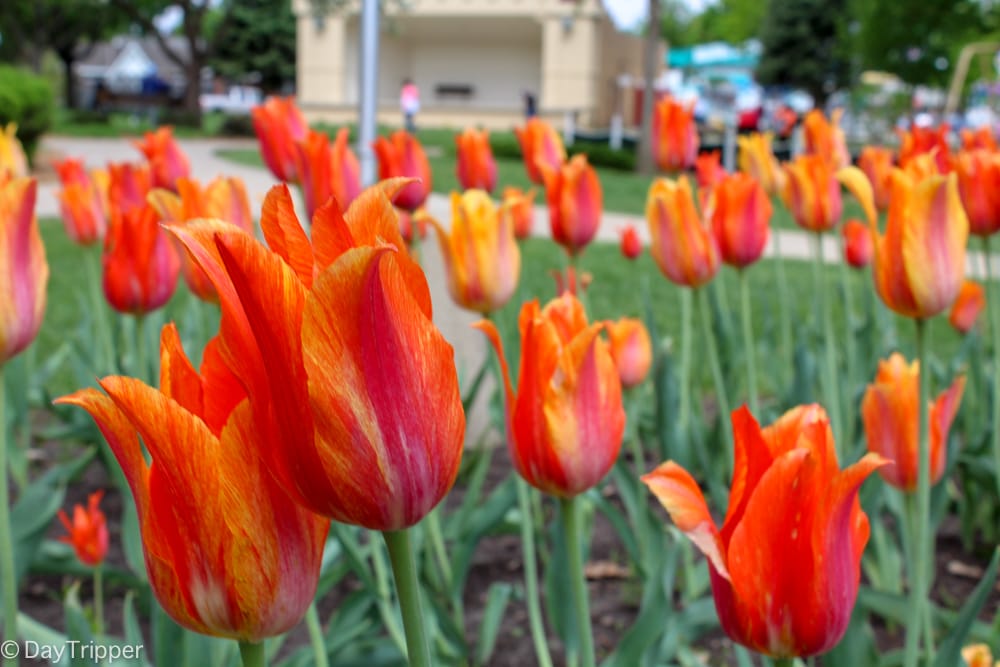 Orange City Tulips