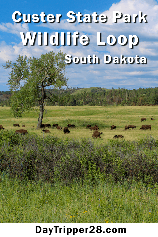 The Wildlife Loop at Custer State Park. South Dakota | Outdoors | Camping | Epic Drives | State Parks